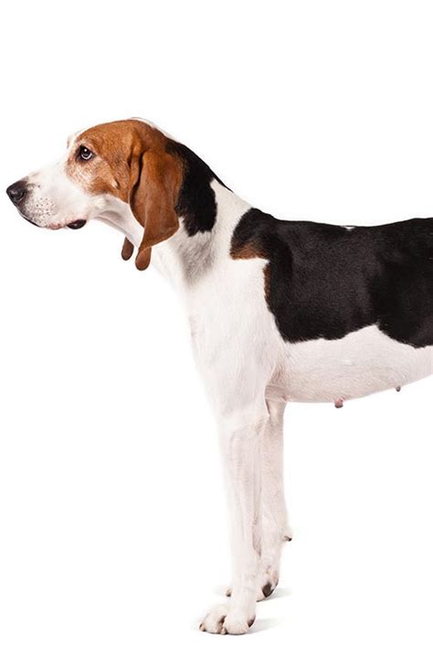 Treeing Walker Coonhound Dog Breed Information