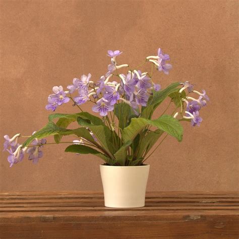 Buy streptocarpus in a ceramic gift pot Streptocarpus 'Bethan': Delivery by Waitrose Garden