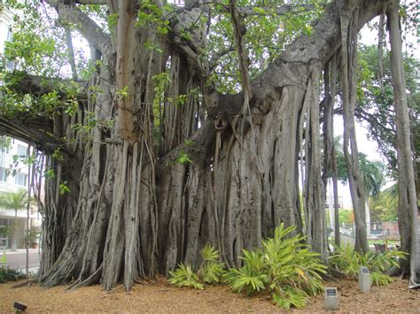 Banyan Tree in Ft. Meyers, FL | Unique trees, Tree, Trees to plant