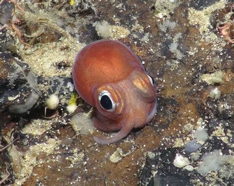 22 Of The Most Extraordinary Science Photos Of 2017 | 深海の生物, すばらしい写真, 動物 かわいい