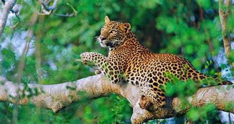 Sri Lanka Wildlife Tour by UncleSam Holidays (Code: SLWT) - TourRadar