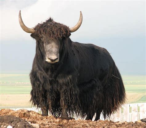 The Buffalo Brigade Protecting Yellowstone's Noble Beasts, domestic yak ...