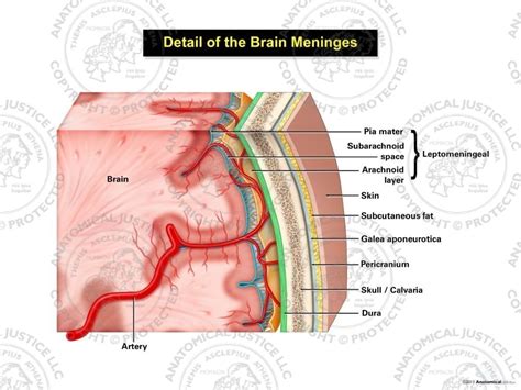 Meninges Of The Brain Diagram