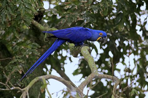 Hyacinth Macaw Habitat