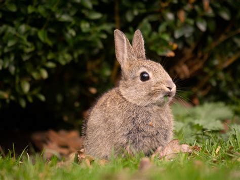 Rabbit - Nyúl - Megaport Media - képek, videók, animációk