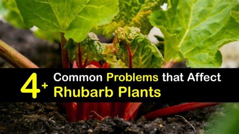 Rhubarb Pests and Diseases - How to Help Rhubarb Plants