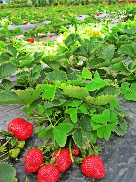 Bisayang Manlalakbay around the Philippines: Strawberry Farm at La Trinidad Benguet 2013