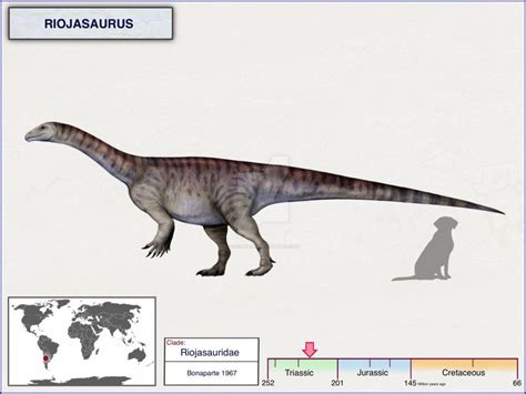 Riojasaurus Skeleton