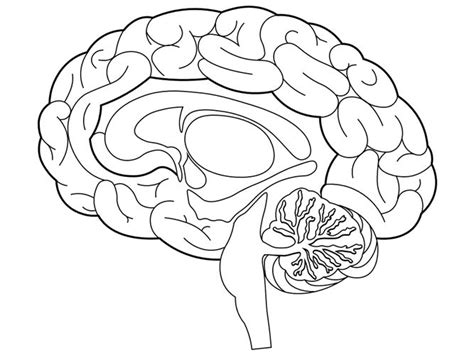 Brain Structures Coloring Page in 2023 | Brain images, Brain drawing, Coloring pages