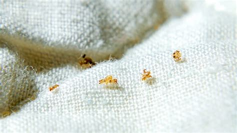 Pubic lice (crabs): Symptoms, risk factors, and treatment
