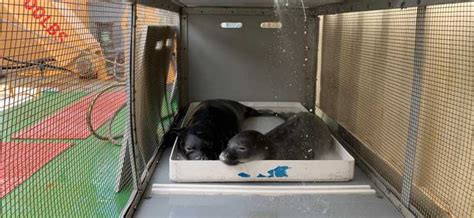 Three Endangered Hawaiian Monk Seal Pups Admitted to Ke Kai Ola | The Marine Mammal Center