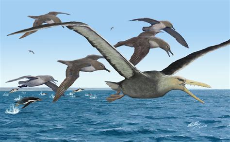 Giant 'toothed' birds flew over Antarctica 40 million to 50 million ...