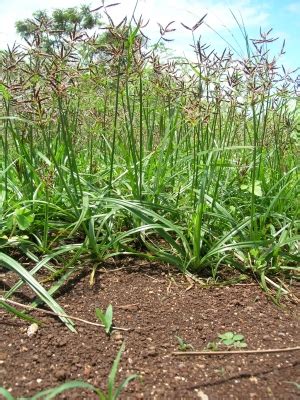 Cyperus rotundus - Useful Tropical Plants