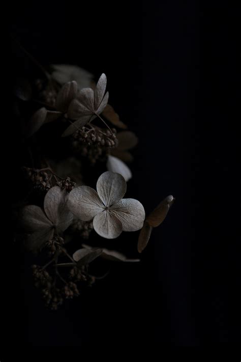 √ Dark Flower Background