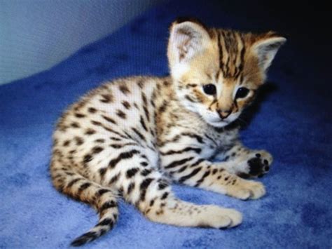 Savannah kitten | Bengal kitties | Pinterest | Cats, Savannah cats and Kittens