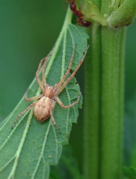 Crab Spider Bite