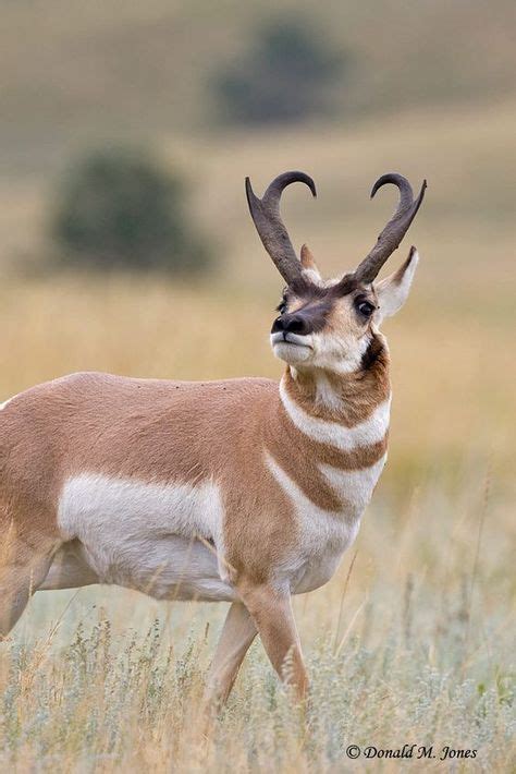 82 Best Antelope horns ideas | antelope, antelope horns, antelope hunting