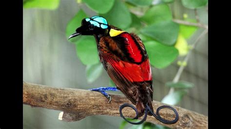 Wilson's bird of paradise Facts Interesting Facts about Wilson's bird of paradise - YouTube