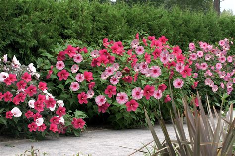 Image result for hardy hibiscus | Hardy hibiscus, Small shrubs, Hibiscus