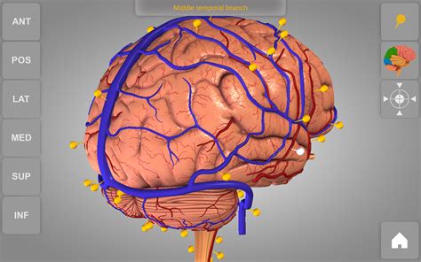 Brain - 3D Atlas of Anatomy: Amazon.es: Appstore para Android