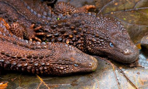 Borneo earless monitors resemble real life dragons : interestingasfuck