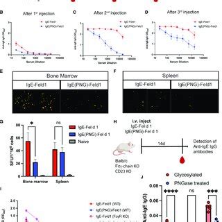 (PDF) IgE glycans promote anti-IgE IgG autoantibodies that facilitate IgE serum clearance via Fc ...