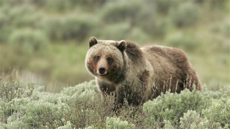 Bears of Yellowstone National Park - YouTube