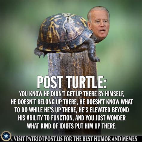 post-turtle-biden – BlnNews