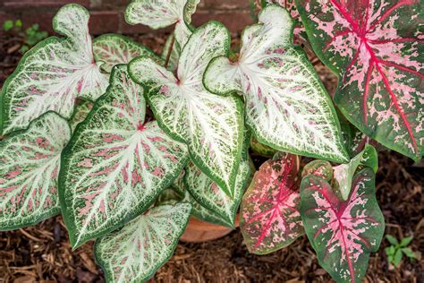 18 Best Types of Foliage Plants