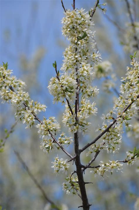 Prunus americana American Plum | Prairie Moon Nursery