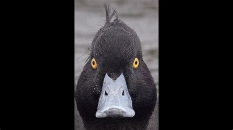 Phobias you might have: Fear of ducks - YouTube