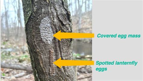 Stop the spotted lanternfly: identify and destroy their eggs ...