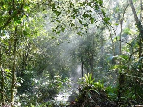 Brazilian Beauty: The Threatened Atlantic Forest | Live Science