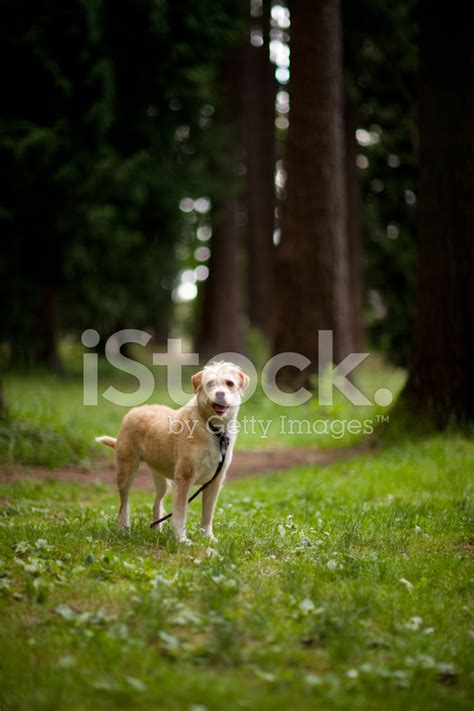 Wire Haired Terrier Mix Breed Stock Photo | Royalty-Free | FreeImages