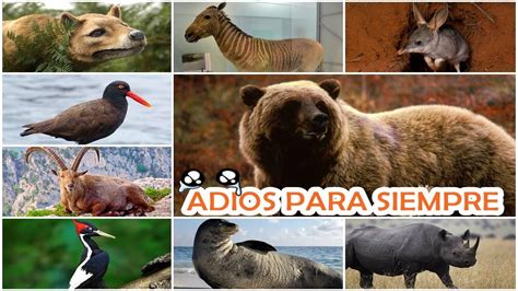 Animales Extintos Y Sus Nombres