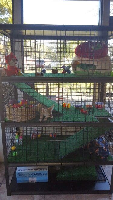 Amira the fennec fox's DIY outdoor playtime enclosure for the porch :) | Fennec fox, Pet fox ...