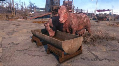 Fallout 4: Brahmin - The Benefits of it in the Settlement? | GamesCrack.org