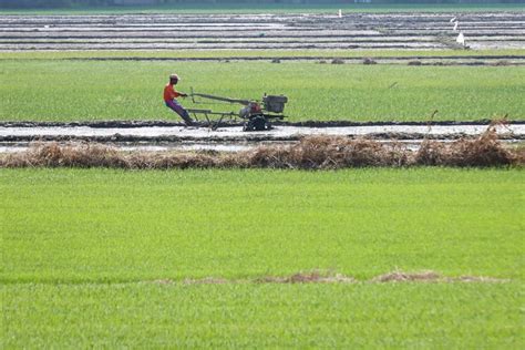 'Biochar' increases rice yield in Nueva Ecija | The Manila Times