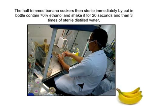 TISSUE CULTURE ON BANANA SUCKERS AND RICE CALLUS (MICROPROPAGATION)