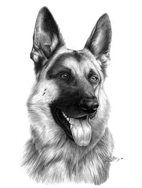 German Shepherd Simple Dog Drawing - Hadza Property