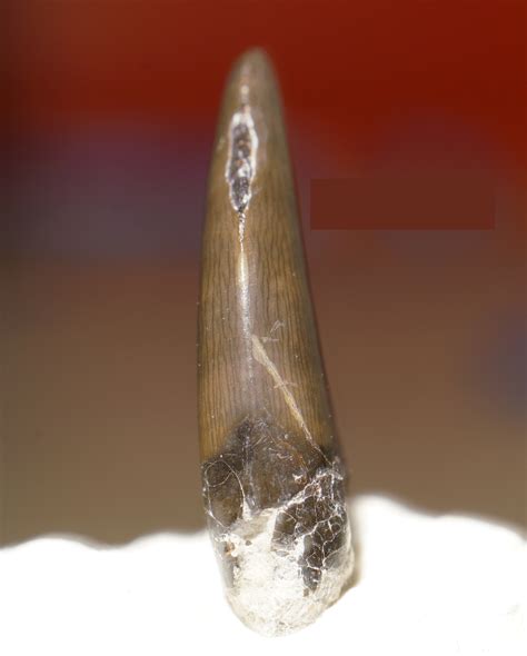 Deinonychus Tooth? - Fossil ID - The Fossil Forum