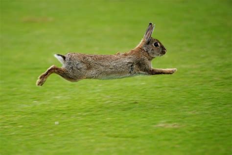 How the rabbit got its cotton-white tail