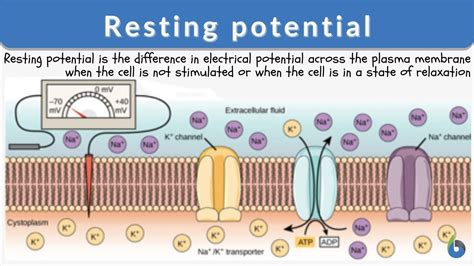 Resting potential Definition and Examples - Biology Online Dictionary