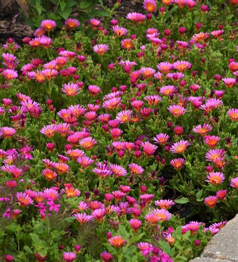 Delosperma Ocean Sunset™ Orange Glow - Moss Greenhouses