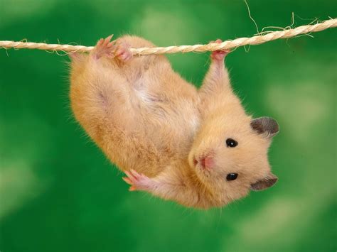 Funny Hamster Images 2011 | Funny Animals