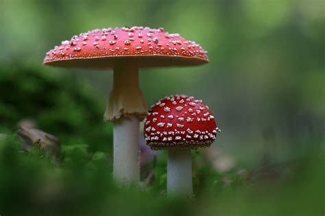 What Are The Effects of Amanita Muscaria? – Amanita Mushrooms