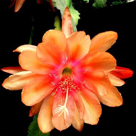 Orchid Cactus ‘Just Beautiful’ (Epiphyllum hybrid)