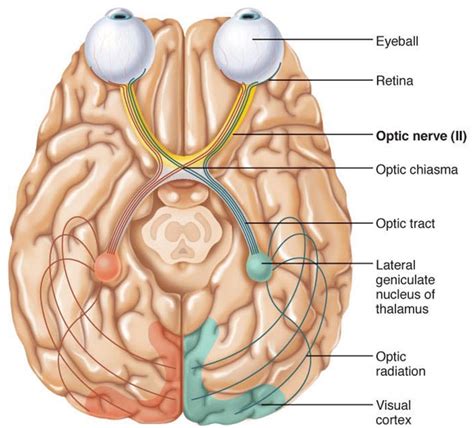 Optic Chiasm Anatomy - Anatomy Reading Source