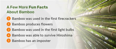 Interesting Facts About Bamboo