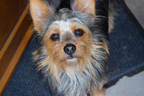 Yorkie Mixed Breeds | Our Fit Pets